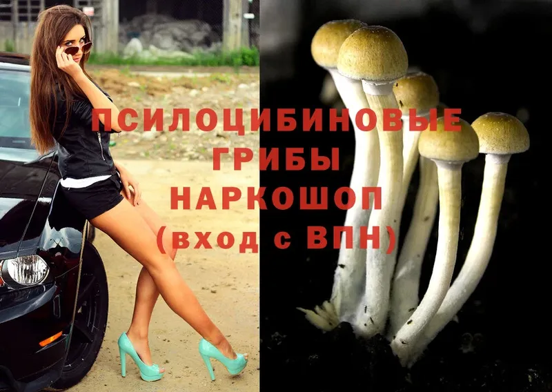 Псилоцибиновые грибы Psilocybe  где можно купить наркотик  blacksprut   Скопин 